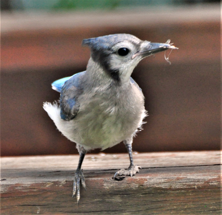 bird on feeder